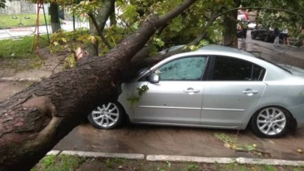 Хмельницьке комунальне підприємство має відшкодувати майже 80 000 грн збитків власнику автомобіля, на яке впало дерево