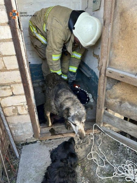 У Запоріжжі співробітники ДСНС врятували собаку, яка впала у каналізаційну яму