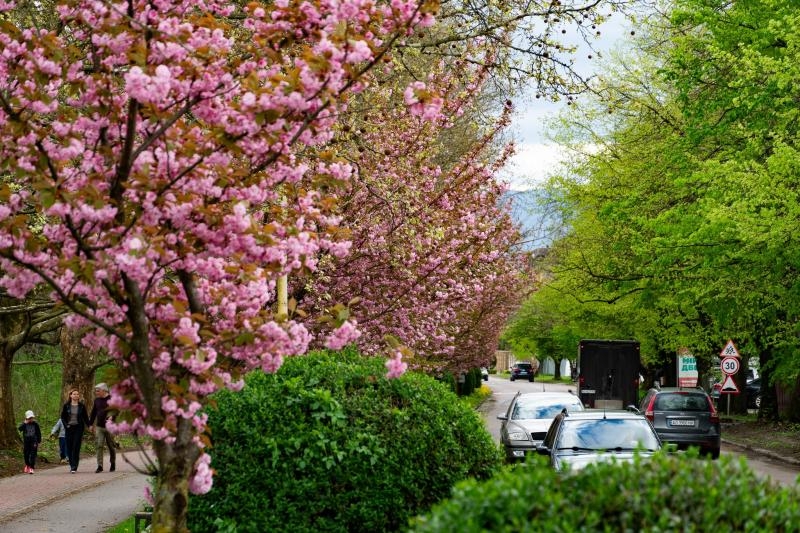 Неймовірна краса весняного Ужгорода – на вулицях старовинного міста пишно розквітли сакури