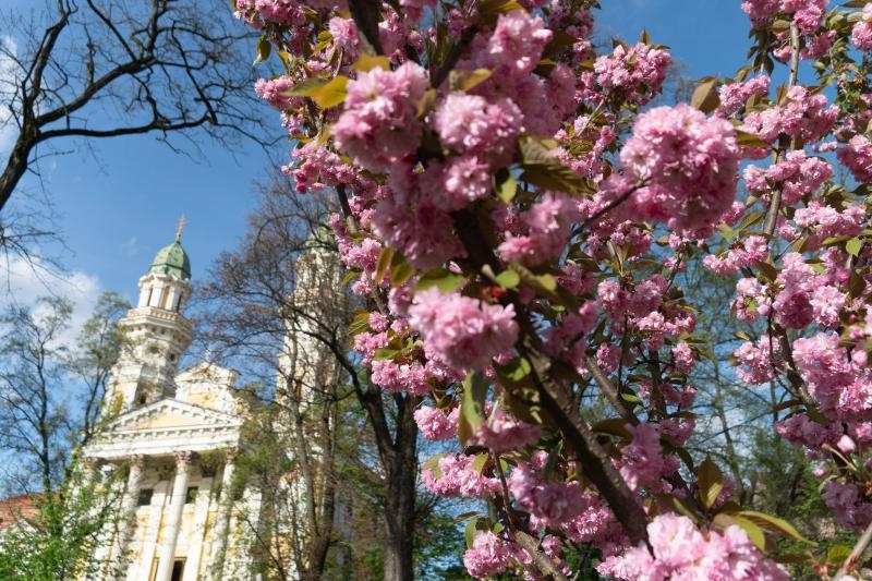 Неймовірна краса весняного Ужгорода – на вулицях старовинного міста пишно розквітли сакури