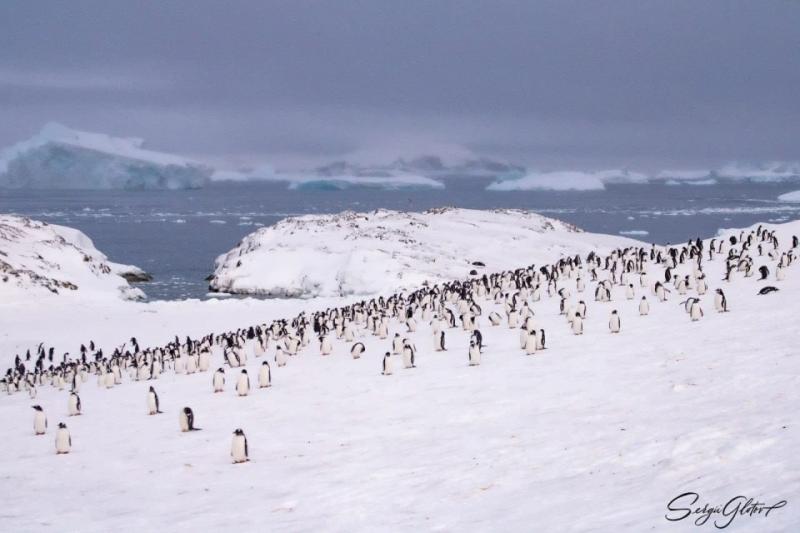 "По 500 пінгвінів на кожного полярника": вчені пояснили зростання популяції птахів біля "Вернадського"
