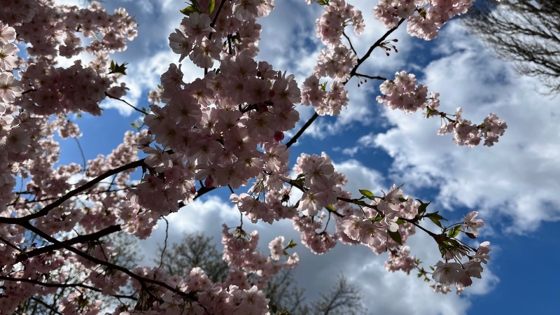 Вінничани стають в чергу аби сфотографувати цвіт сакури (Фоторепортаж)