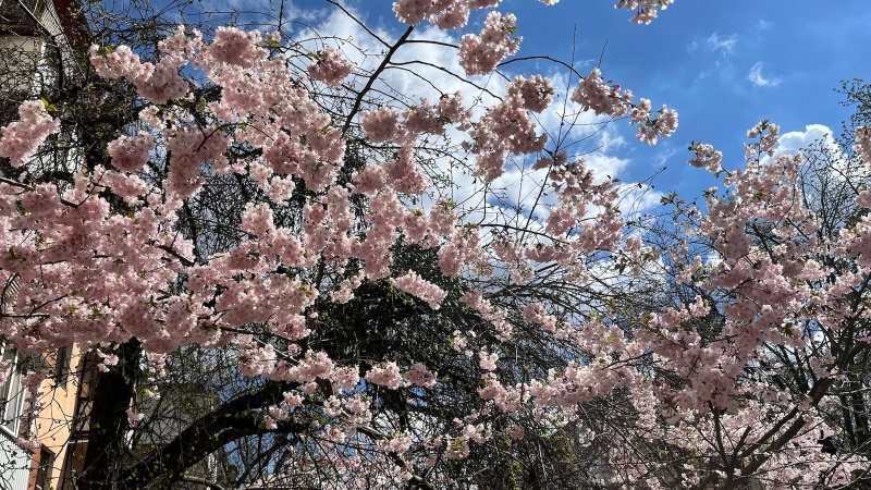 Вінничани стають в чергу аби сфотографувати цвіт сакури (Фоторепортаж)