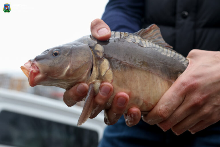 Каскад озер у Бородянці зариблено коропами та білими амурами (фото)