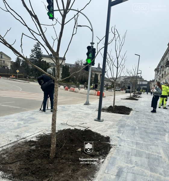 Мінус старі липи - плюс зелений комфорт: у центрі Тернополя висадили нові дерева (ФОТО)