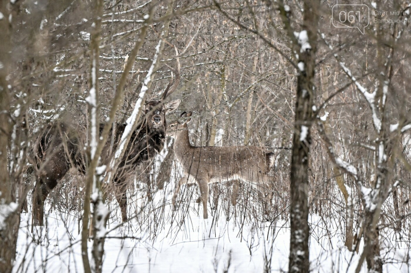 Коні, олені і засніжені краєвиди Хортиці: зимовий фоторепортаж