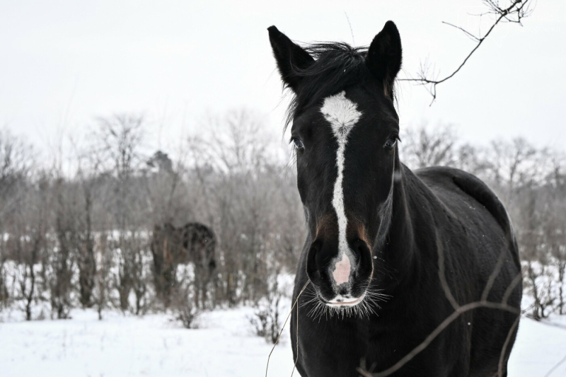 Коні, олені і засніжені краєвиди Хортиці: зимовий фоторепортаж
