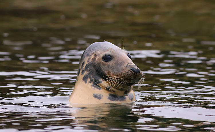 Криворізький фотограф закарбував кумедного тюленя