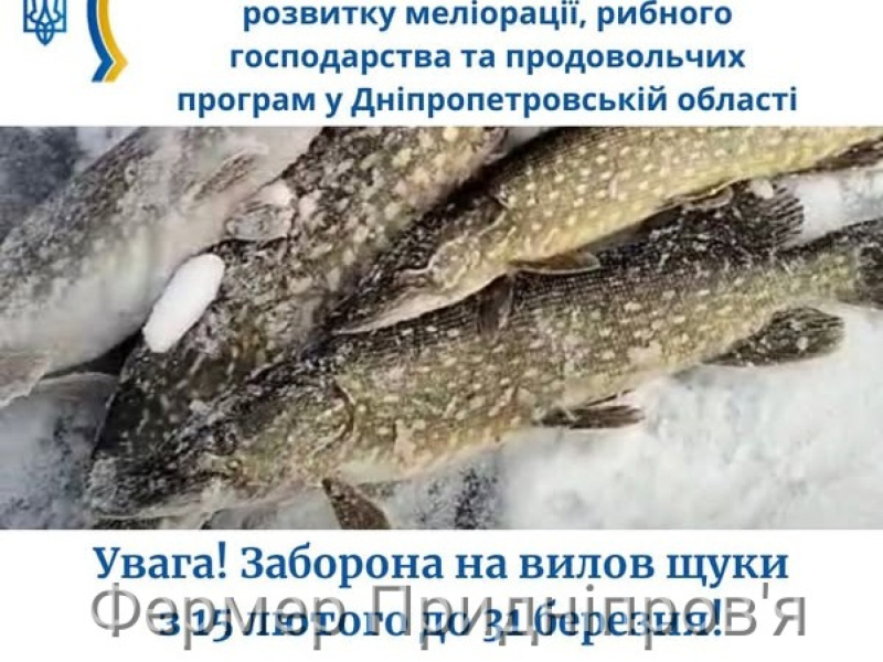 З 15 лютого стартує заборона на вилов щуки