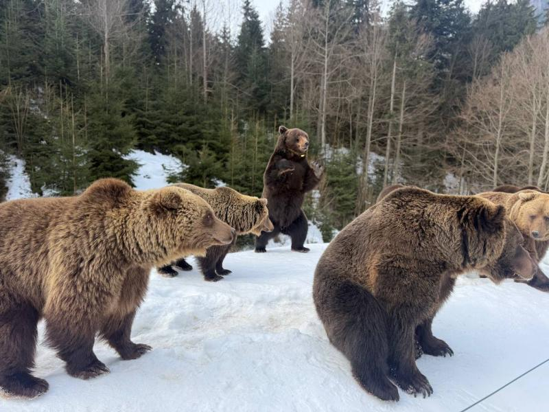 Весна наближається: у реабілітаційному центрі нацпарку &laquo;Синевир&raquo; прокидаються ведмеді