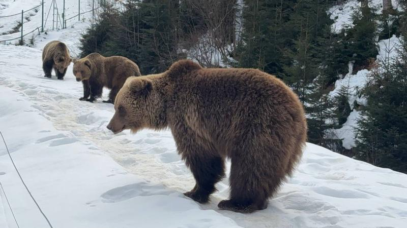 Весна наближається: у реабілітаційному центрі нацпарку &laquo;Синевир&raquo; прокидаються ведмеді