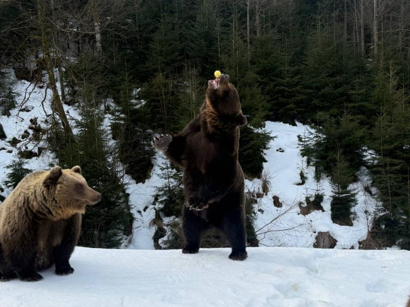 Весна наближається: у реабілітаційному центрі нацпарку &laquo;Синевир&raquo; прокидаються ведмеді