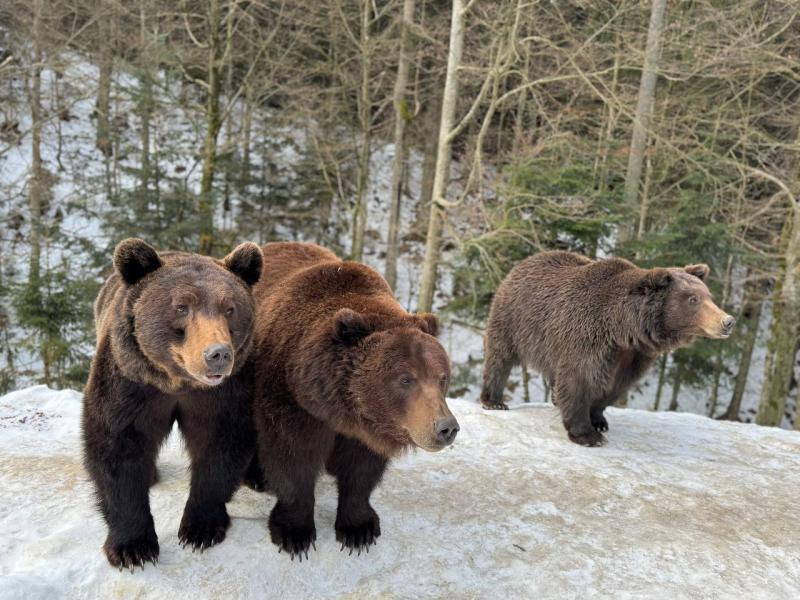 Весна наближається: у реабілітаційному центрі нацпарку &laquo;Синевир&raquo; прокидаються ведмеді