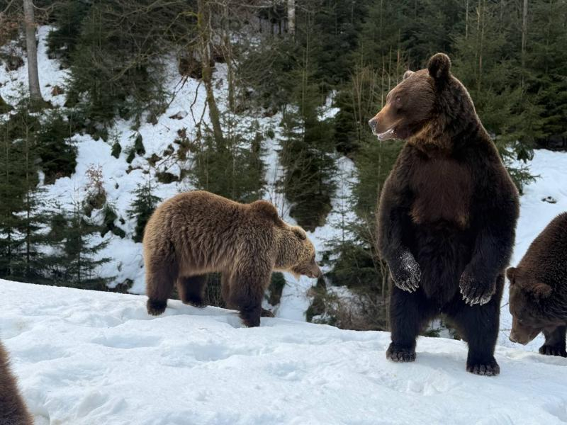 Весна наближається: у реабілітаційному центрі нацпарку &laquo;Синевир&raquo; прокидаються ведмеді