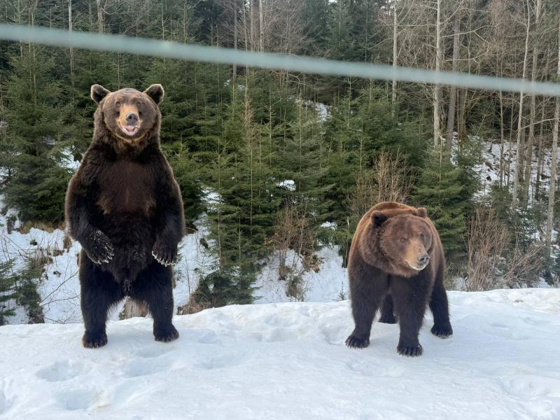 Весна наближається: у реабілітаційному центрі нацпарку &laquo;Синевир&raquo; прокидаються ведмеді