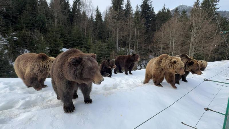 Весна наближається: у реабілітаційному центрі нацпарку &laquo;Синевир&raquo; прокидаються ведмеді