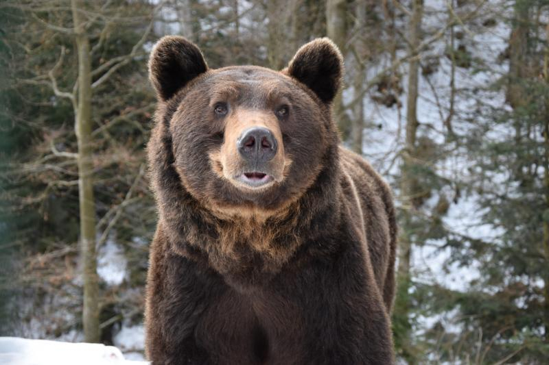 Весна наближається: у реабілітаційному центрі нацпарку &laquo;Синевир&raquo; прокидаються ведмеді