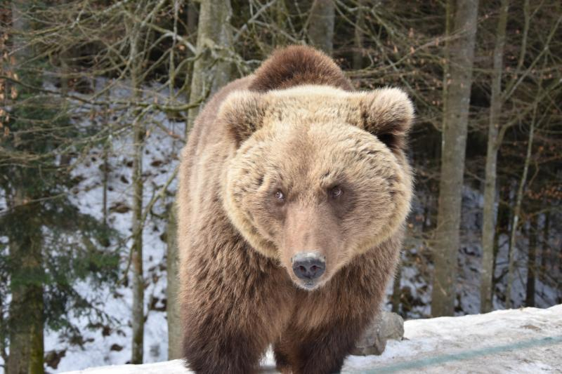 Весна наближається: у реабілітаційному центрі нацпарку &laquo;Синевир&raquo; прокидаються ведмеді