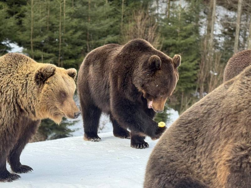 Весна наближається: у реабілітаційному центрі нацпарку &laquo;Синевир&raquo; прокидаються ведмеді