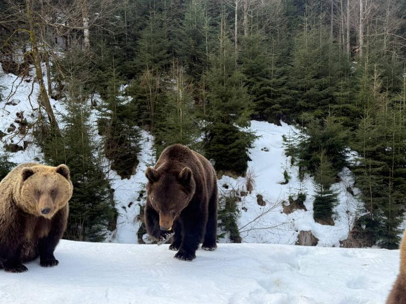 Весна наближається: у реабілітаційному центрі нацпарку &laquo;Синевир&raquo; прокидаються ведмеді