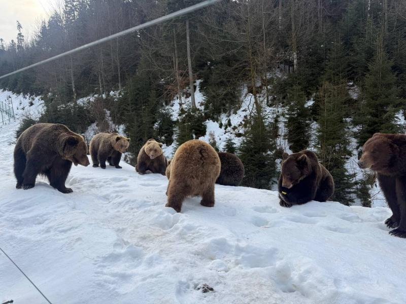 Весна наближається: у реабілітаційному центрі нацпарку &laquo;Синевир&raquo; прокидаються ведмеді