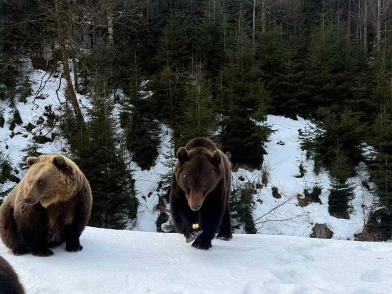 Весна наближається: у реабілітаційному центрі нацпарку &laquo;Синевир&raquo; прокидаються ведмеді