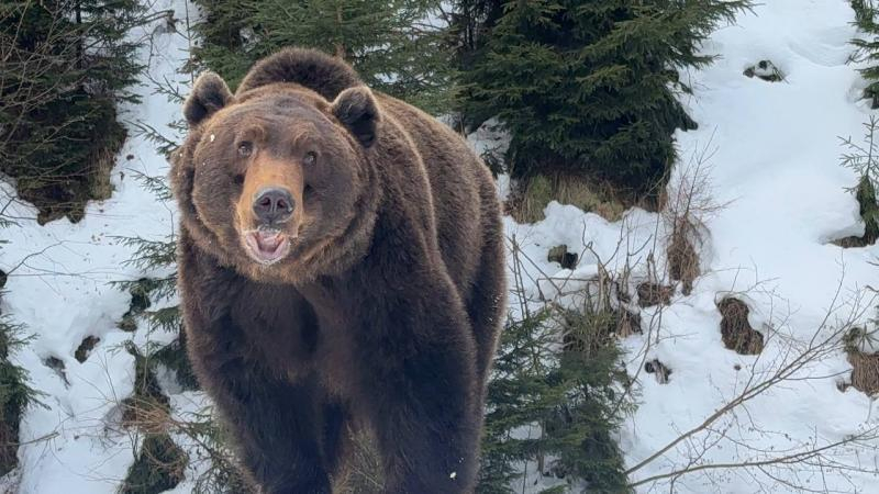 Весна наближається: у реабілітаційному центрі нацпарку &laquo;Синевир&raquo; прокидаються ведмеді