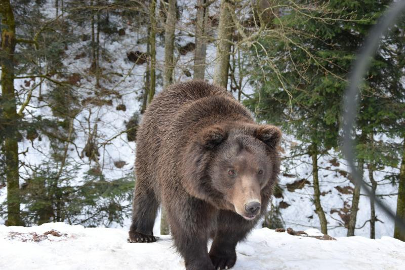 Весна наближається: у реабілітаційному центрі нацпарку &laquo;Синевир&raquo; прокидаються ведмеді