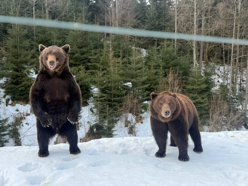 Весна наближається: у реабілітаційному центрі нацпарку &laquo;Синевир&raquo; прокидаються ведмеді