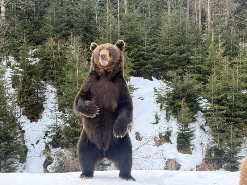 Весна наближається: у реабілітаційному центрі нацпарку &laquo;Синевир&raquo; прокидаються ведмеді