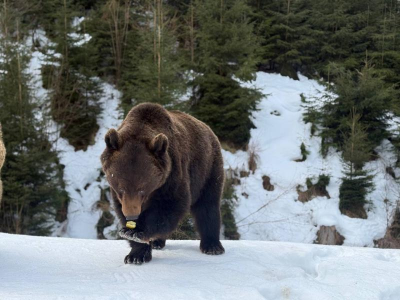 Весна наближається: у реабілітаційному центрі нацпарку &laquo;Синевир&raquo; прокидаються ведмеді