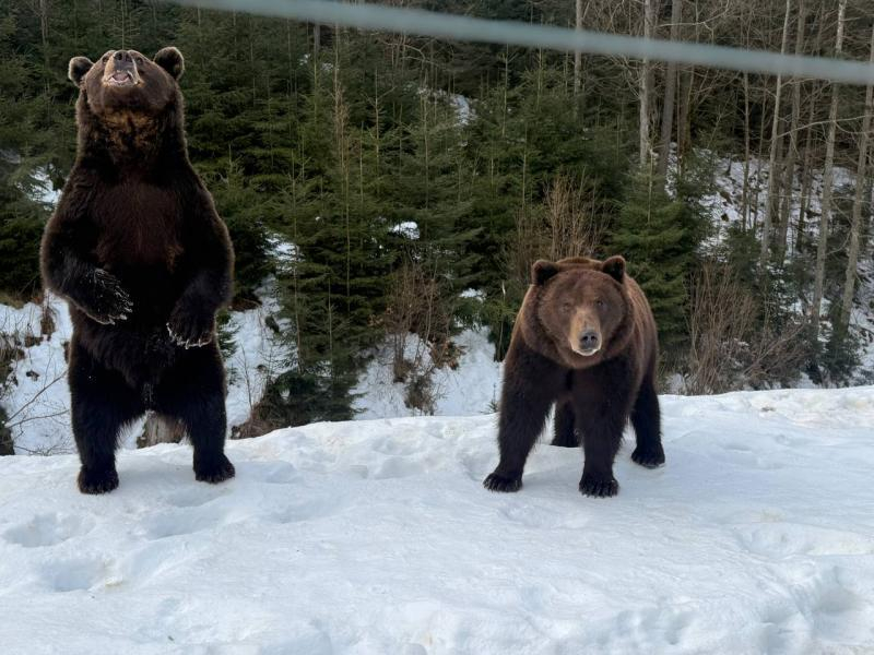 Весна наближається: у реабілітаційному центрі нацпарку &laquo;Синевир&raquo; прокидаються ведмеді