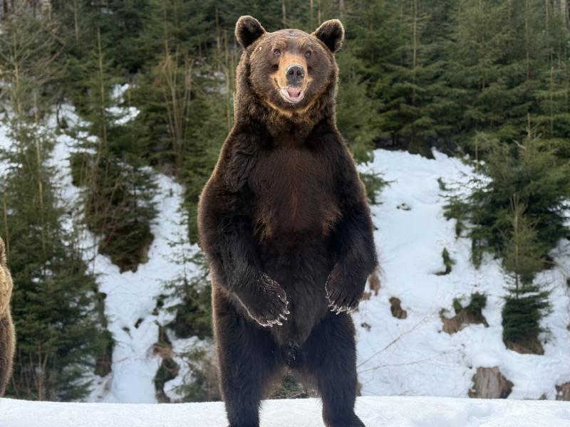 Весна наближається: у реабілітаційному центрі нацпарку &laquo;Синевир&raquo; прокидаються ведмеді